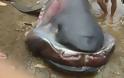 Καρχαρίας Megamouth: Ένα σπάνιο και τρομακτικό είδος! - Φωτογραφία 1