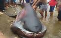 Καρχαρίας Megamouth: Ένα σπάνιο και τρομακτικό είδος! - Φωτογραφία 2