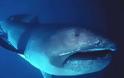 Καρχαρίας Megamouth: Ένα σπάνιο και τρομακτικό είδος! - Φωτογραφία 3
