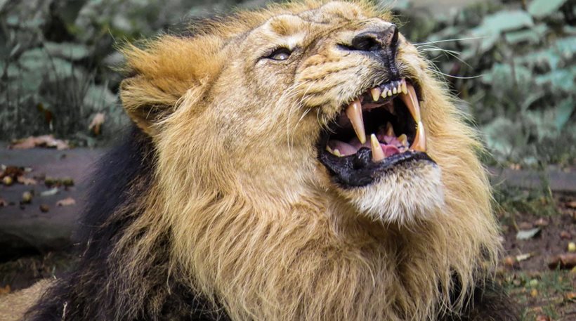 Αγέλη λιονταριών κατασπάραξε λαθροκυνηγό σε καταφύγιο της Νότιας Αφρικής - Φωτογραφία 1