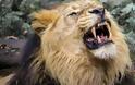 Αγέλη λιονταριών κατασπάραξε λαθροκυνηγό σε καταφύγιο της Νότιας Αφρικής