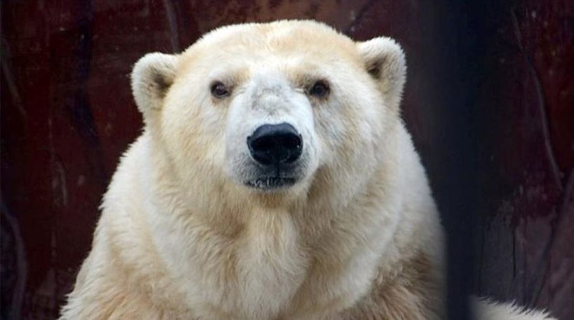 Πέθανε η Αμντέρμα, η γηραιότερη λευκή αρκούδα της Ρωσίας - Φωτογραφία 1