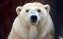 Πέθανε η Αμντέρμα, η γηραιότερη λευκή αρκούδα της Ρωσίας