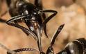 Μυρμήγκια - «νοσοκόμοι» περιποιούνται τους τραυματίες στο πεδίο μάχης