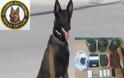 Έμπορο ηρωίνης με προορισμό το Αγρίνιο εντόπισε ο αστυνομικός σκύλος «Ρίκι»