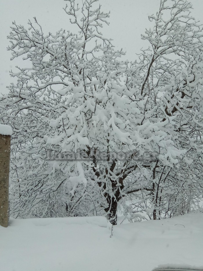 Σφοδρή χιονόπτωση σε Φθιώτιδα και Ευρυτανία: Με αλυσίδες τα ΙΧ στον Δομοκό - Φωτογραφία 8