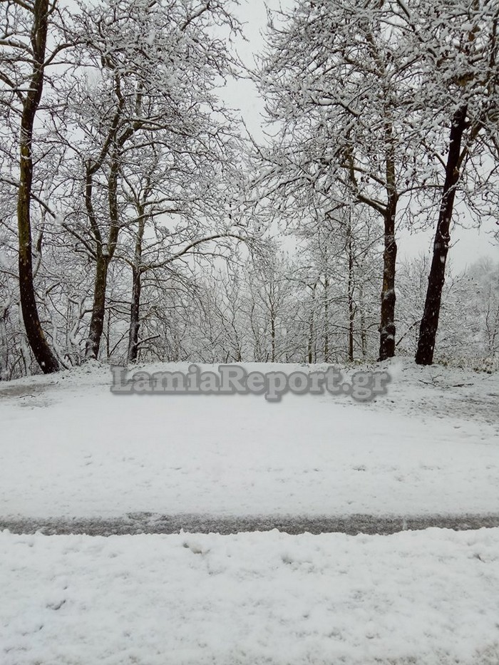 Σφοδρή χιονόπτωση σε Φθιώτιδα και Ευρυτανία: Με αλυσίδες τα ΙΧ στον Δομοκό - Φωτογραφία 9