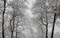 Σφοδρή χιονόπτωση σε Φθιώτιδα και Ευρυτανία: Με αλυσίδες τα ΙΧ στον Δομοκό - Φωτογραφία 9