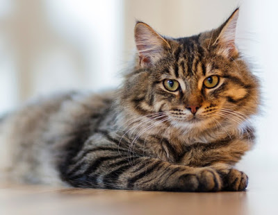 Πότε η γάτα σας θεωρείται υπέρβαρη και πώς θα τη βοηθήσετε να χάσει κιλά - Φωτογραφία 1