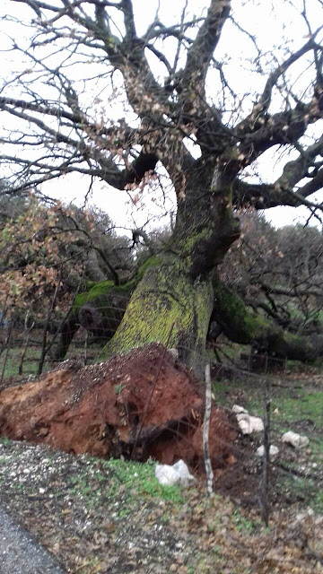 Ξεριζώθηκε το υπεραιωνόβιο δέντρο (Μέγας δεντρός) στον ΑΡΧΟΝΤΟΧΩΡΙ Ξηρομέρου (εικόνες) - Φωτογραφία 5