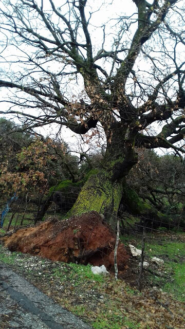 Ξεριζώθηκε το υπεραιωνόβιο δέντρο (Μέγας δεντρός) στον ΑΡΧΟΝΤΟΧΩΡΙ Ξηρομέρου (εικόνες) - Φωτογραφία 7