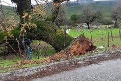 Ξεριζώθηκε το υπεραιωνόβιο δέντρο (Μέγας δεντρός) στον ΑΡΧΟΝΤΟΧΩΡΙ Ξηρομέρου (εικόνες)