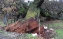 Ξεριζώθηκε το υπεραιωνόβιο δέντρο (Μέγας δεντρός) στον ΑΡΧΟΝΤΟΧΩΡΙ Ξηρομέρου (εικόνες) - Φωτογραφία 3