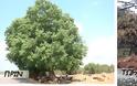 Ξεριζώθηκε το υπεραιωνόβιο δέντρο (Μέγας δεντρός) στον ΑΡΧΟΝΤΟΧΩΡΙ Ξηρομέρου (εικόνες) - Φωτογραφία 4