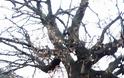 Ξεριζώθηκε το υπεραιωνόβιο δέντρο (Μέγας δεντρός) στον ΑΡΧΟΝΤΟΧΩΡΙ Ξηρομέρου (εικόνες) - Φωτογραφία 5