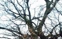 Ξεριζώθηκε το υπεραιωνόβιο δέντρο (Μέγας δεντρός) στον ΑΡΧΟΝΤΟΧΩΡΙ Ξηρομέρου (εικόνες) - Φωτογραφία 7