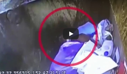 Βίντεο-σοκ: Σκύλος γλυτώνει από πολτοποίηση με σκουπίδια σε απορριμματοφόρο - Φωτογραφία 1