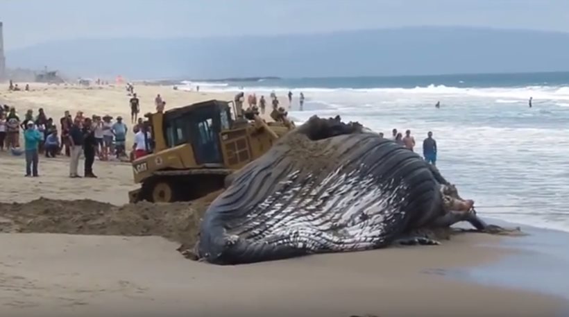 Βίντεο: Η μεγαλύτερη φάλαινα στον κόσμο ξεβράστηκε σε ακτή της Νότιας Αφρικής - Φωτογραφία 1