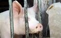 Τεχνητή νοημοσύνη σε φάρμες εκτροφής χοίρων στην Κίνα