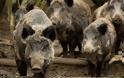 Βίντεο: Αγριογούρουνα σουλατσάρουν μέσα στο Διδυμότειχο