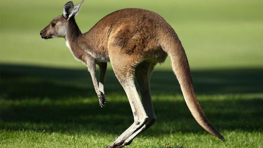 Αυστραλία: Καγκουρό «πλάκωσε» στο ξύλο 19χρονο κυνηγό! - Φωτογραφία 1