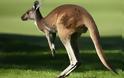 Αυστραλία: Καγκουρό «πλάκωσε» στο ξύλο 19χρονο κυνηγό! - Φωτογραφία 1