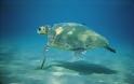 ΜΑΓΙΚΟ: Τοποθέτησαν μια GoPro κάμερα σε μια θαλάσσια χελώνα και κατέγραψε μαγευτικά πράγματα...