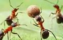 Πως αντιδρούν τα μυρμήγκια όταν βρεθούν κοντά σε αναψυκτικό; [photo]