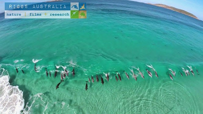 Drone κατέγραψε δελφίνια που σερφάρουν πάνω στα κύματα [video] - Φωτογραφία 1