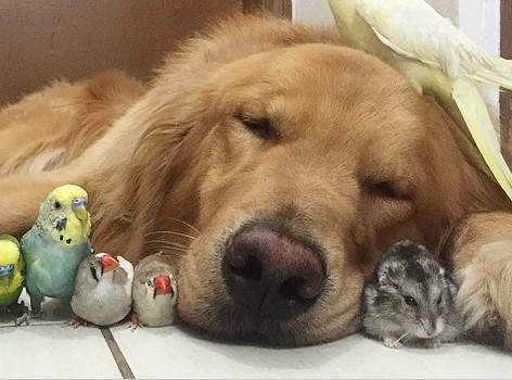 Η καταπληκτική φιλία ανάμεσα σε ένα σκύλο, ένα χάμστερ και 8 πουλιά [photos] - Φωτογραφία 1