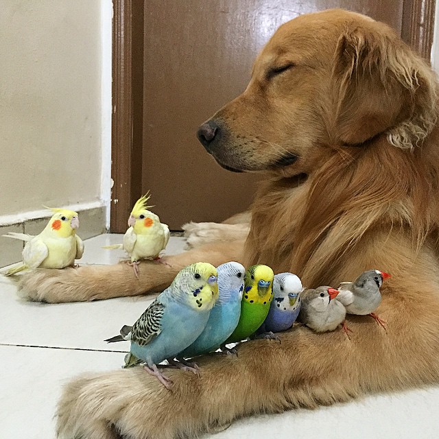 Η καταπληκτική φιλία ανάμεσα σε ένα σκύλο, ένα χάμστερ και 8 πουλιά [photos] - Φωτογραφία 12