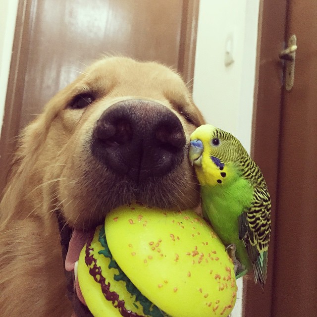 Η καταπληκτική φιλία ανάμεσα σε ένα σκύλο, ένα χάμστερ και 8 πουλιά [photos] - Φωτογραφία 13