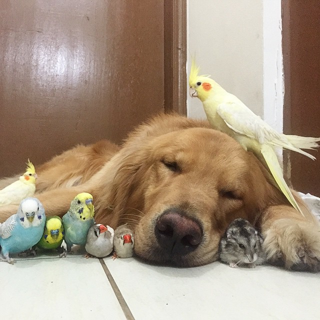 Η καταπληκτική φιλία ανάμεσα σε ένα σκύλο, ένα χάμστερ και 8 πουλιά [photos] - Φωτογραφία 17