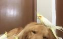 Η καταπληκτική φιλία ανάμεσα σε ένα σκύλο, ένα χάμστερ και 8 πουλιά [photos] - Φωτογραφία 17