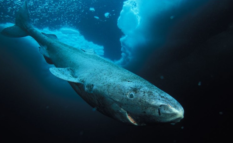 Ο καρχαρίας της Γροιλανδίας και το μυστικό της μακροζωίας - Φωτογραφία 1