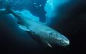 Ο καρχαρίας της Γροιλανδίας και το μυστικό της μακροζωίας
