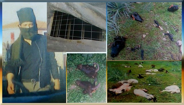 Εικόνες φρίκης γύρω από το Hotspot της Μόριας με σφαγμένα ζώα – Τι λέει ο Πρόεδρος του χωριού Νίκος Τρακέλλης - Φωτογραφία 1