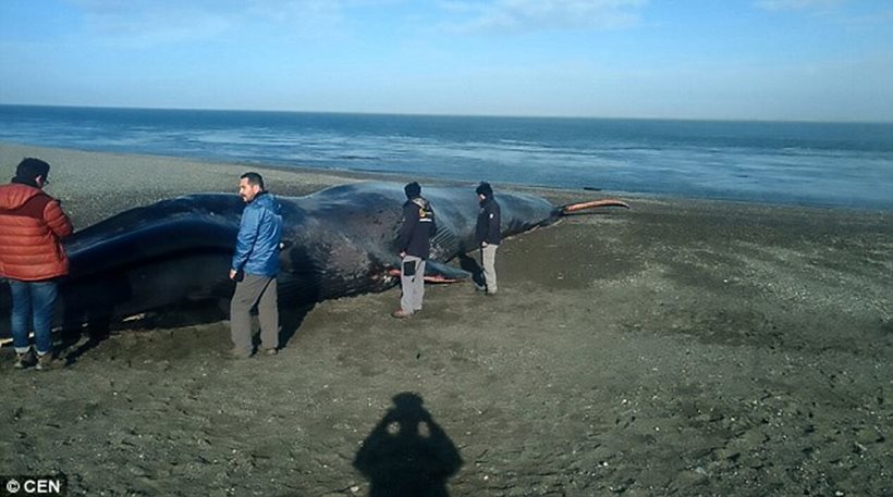 Κουφάρι γαλάζιας φάλαινας έχει μετατραπεί σε αξιοθέατο για φωτογραφίες - Φωτογραφία 1