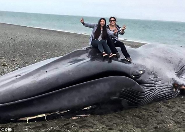 Κουφάρι γαλάζιας φάλαινας έχει μετατραπεί σε αξιοθέατο για φωτογραφίες - Φωτογραφία 2