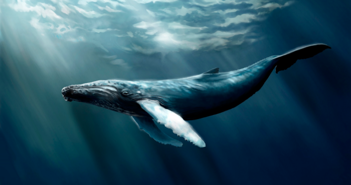 Κουφάρι γαλάζιας φάλαινας έχει μετατραπεί σε αξιοθέατο για φωτογραφίες - Φωτογραφία 4