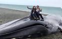Κουφάρι γαλάζιας φάλαινας έχει μετατραπεί σε αξιοθέατο για φωτογραφίες - Φωτογραφία 2