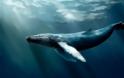 Κουφάρι γαλάζιας φάλαινας έχει μετατραπεί σε αξιοθέατο για φωτογραφίες - Φωτογραφία 4