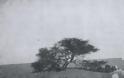 Η θλιβερή ιστορία του πιο μοναχικού δέντρου - Φωτογραφία 2