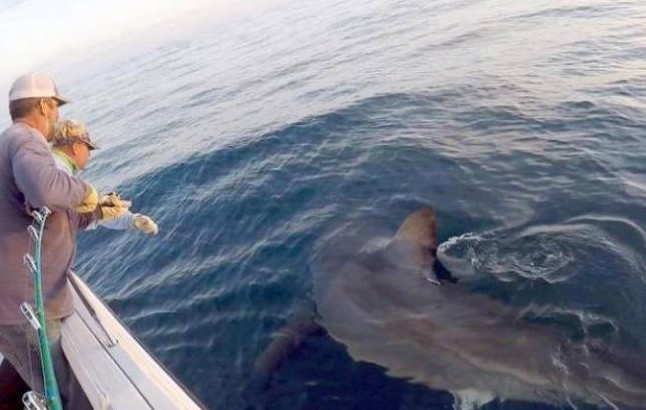 Το «τέρας» βρέθηκε: Πιάστηκε λευκός καρχαρίας πέντε μέτρων και 1.500 κιλών! [video] - Φωτογραφία 1