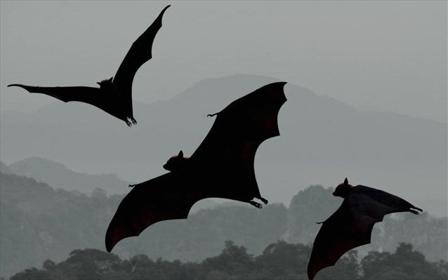 Η κλιματική αλλαγή διαταράσσει τον κύκλο μετανάστευσης των νυχτερίδων - Φωτογραφία 1