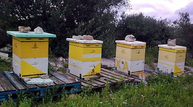Έκλεβε κυψέλες μελισσών στην Εύβοια - Φωτογραφία 1