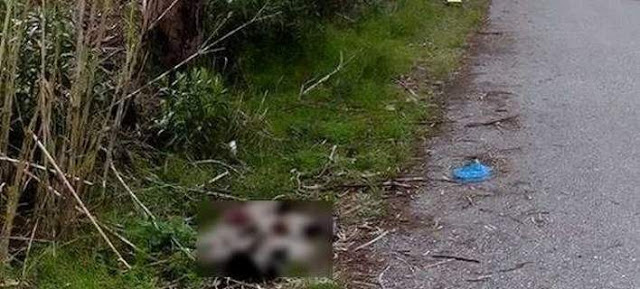 Η ΕΛ.ΑΣ. ψάχνει αυτόν που σκότωσε τα 7 κουτάβια στο Μεσολόγγι - Απειλείται με πρόστιμο 210.000 ευρώ - Φωτογραφία 1