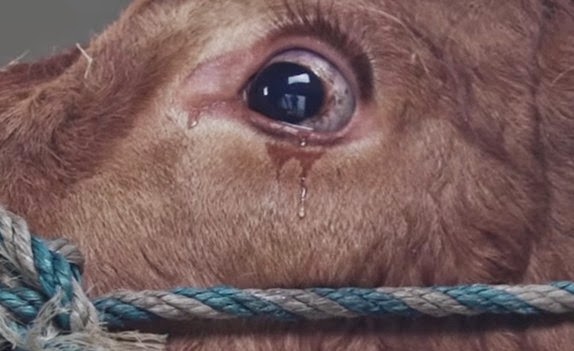 Ραγίζει καρδιές - Πως αντέδρασε μια αγελάδα λίγο πριν το σφαγείο; [video] - Φωτογραφία 1