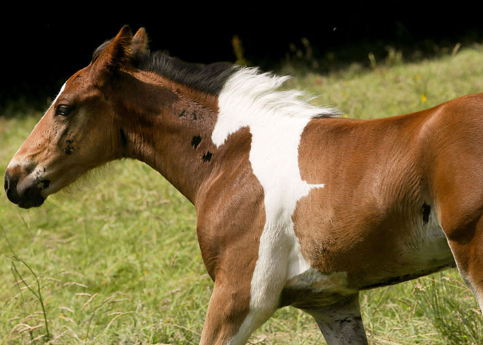 ΑΠΙΣΤΕΥΤΟ: Αυτό το αλογάκι γεννήθηκε με ένα σημάδι στην πλάτη του - Όταν το δείτε δεν θα το πιστεύετε... - Φωτογραφία 2
