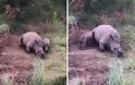 Μωρό ρινόκερος προσπαθεί να θηλάσει από τη νεκρή μητέρα του [video]